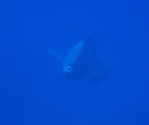 Bumphead Parrotfish