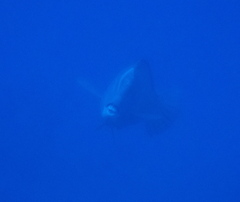 Bumphead Parrotfish