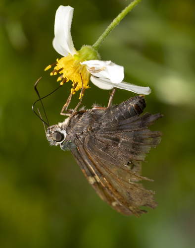 Long-tailed Skipper, photo 4 of 10