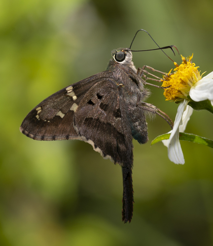 Long-tailed Skipper, photo 2 of 10