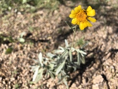 Bahieae
