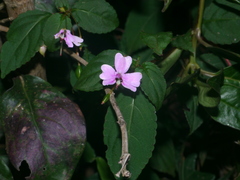 Impatiens leptopoda