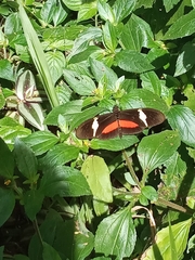 Heliconius clysonymus