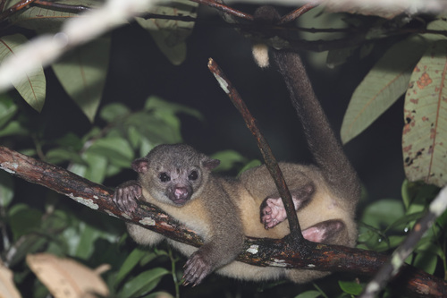 Kinkajou, photo 3 of 9
