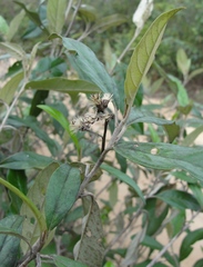 Moquiniastrum polymorphum