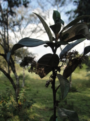 Moquiniastrum polymorphum