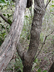 Moquiniastrum polymorphum