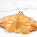 Transverse Moth - Photo (c) Victor W Fazio III, some rights reserved (CC BY-NC), uploaded by Victor W Fazio III