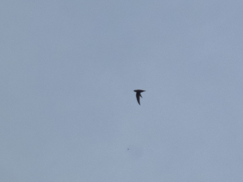 Chimney Swift observed by skiperpagany