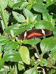 Heliconius clysonymus