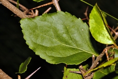 Flacourtia indica
