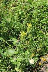 Rhinanthus subulatus