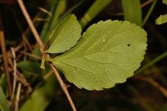 Flacourtia indica