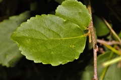 Flacourtia indica