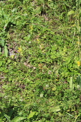 Rhinanthus subulatus