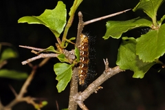 Flacourtia indica
