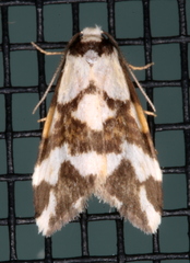 Thallarcha staurocola