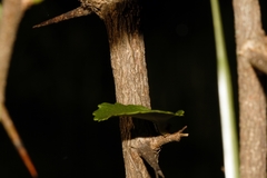 Flacourtia indica