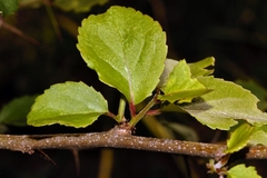 Flacourtia indica