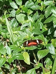 Heliconius clysonymus