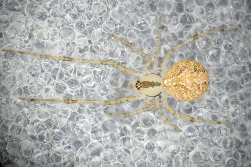 Theridion hemerobium