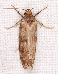 Zauclophora procellosa