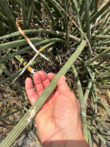 Dracaena angolensis observed 2025-11-02