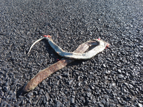 Tiger Snake sighting