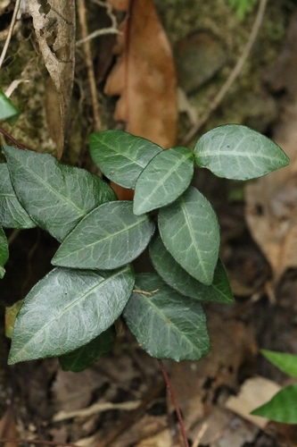 Trachelospermum asiaticum iNat (1)