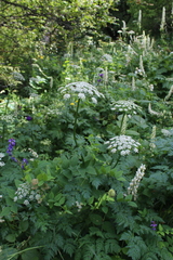 Selinum alatum