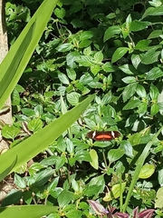 Heliconius clysonymus