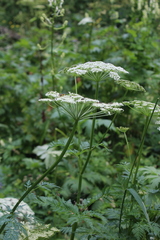 Selinum alatum