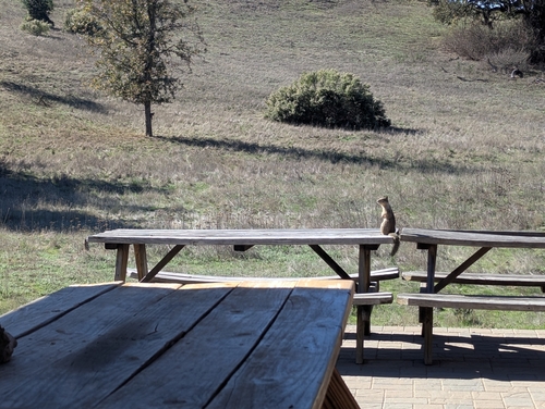 iNaturalist observation photo of California Ground Squirrel