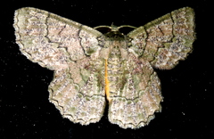 Hypodoxa emiliaria