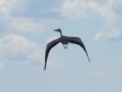 Ardea cinerea
