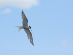 Sterna hirundo