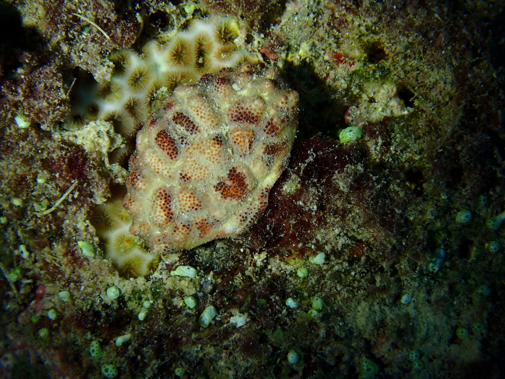 nodose rubble crab