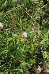 Trifolium ambiguum
