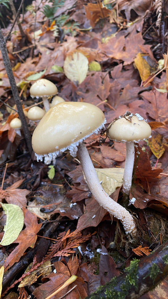 Stropharia ambigua · November 2025 · photo: © abotanistclark (iNaturalist, cc0)