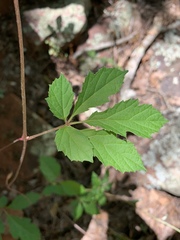 Ampelocissus obtusata kirkiana