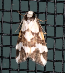 Thallarcha staurocola