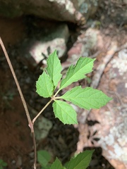 Ampelocissus obtusata kirkiana