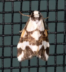 Thallarcha staurocola