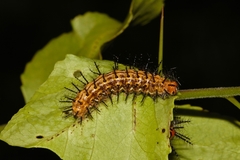 Phalanta