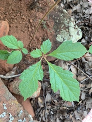 Ampelocissus obtusata kirkiana