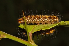 Phalanta