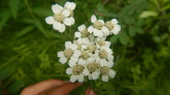 Achillea alpina camtschatica
