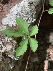 Ampelocissus obtusata kirkiana