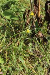 Tephroseris cladobotrys subfloccosa