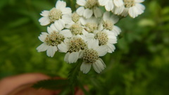 Achillea alpina camtschatica